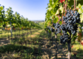 Gesunde Zweigelt Trauben im Weingarten